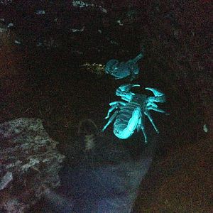 Scorpion at Blue Planet Aquarium - 05/10/2013