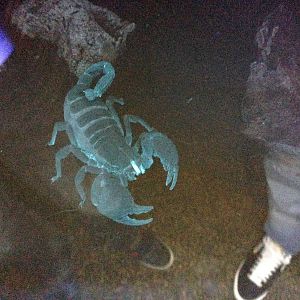 Scorpion at Blue Planet Aquarium - 05/10/2013