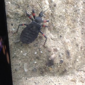 Assassin Bug at Blue Planet Aquarium - 05/10/2013