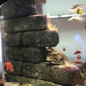 Venom Tank at Blue Planet Aquarium - 05/10/2013