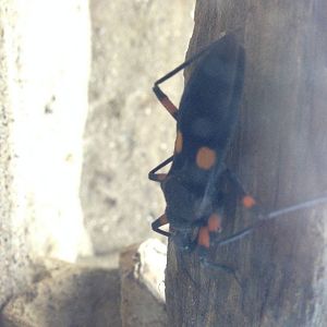 Assassin Bug at Blue Planet Aquarium - 05/10/2013