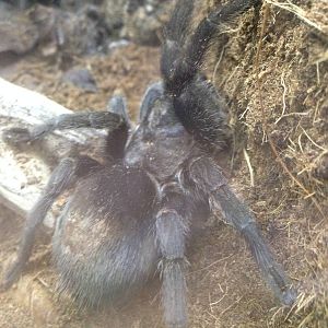 Tarantula at Blue Planet Aquarium - 05/10/2013