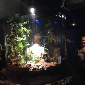 Tarantula Tower at Blue Planet Aquarium - 05/10/2013