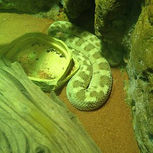 Horned Desert Viper at Blue Planet Aquarium - 05/10/2013