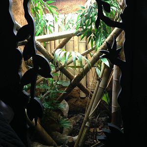 White-lipped Tree Viper Exhibit at Blue Planet Aquarium - 05/10/2013