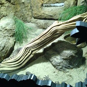 Beaded Lizard Exhibit at Blue Planet Aquarium - 05/10/2013