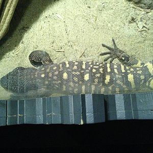 Beaded Lizard at Blue Planet Aquarium - 05/10/2013