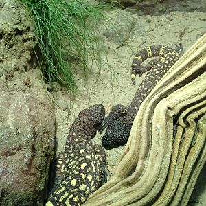 Beaded Lizards at Blue Planet Aquarium - 05/10/2013