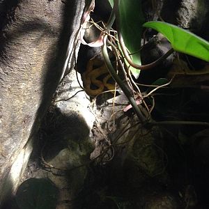 Eyelash Viper at Blue Planet Aquarium - 05/10/2013