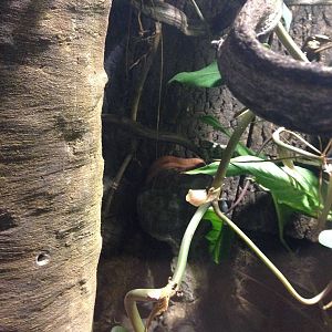 Eyelash Viper Exhibit at Blue Planet Aquarium - 05/10/2013