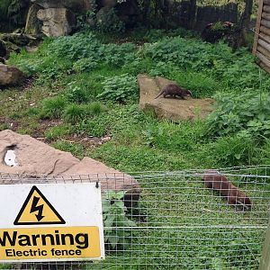 Otter Enclosure at Blue Planet Aquarium - 05/10/2013