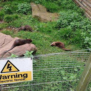 Otter Enclosure at Blue Planet Aquarium - 05/10/2013