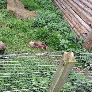 Otter Enclosure at Blue Planet Aquarium - 05/10/2013