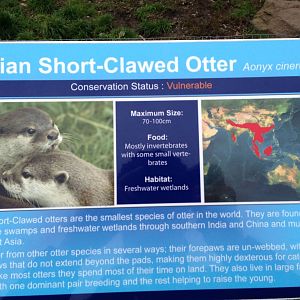 Asian Short-clawed Otter Signage at Blue Planet Aquarium - 05/10/2013