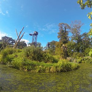 Gibbon 'jump across' west orang islands
