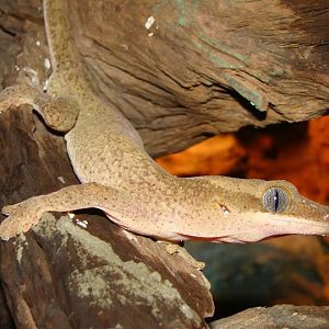 Rhacodactylus sarasinorum