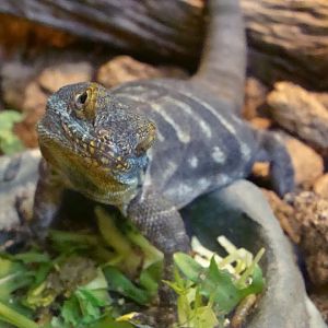 Petrosaurus thalassinus