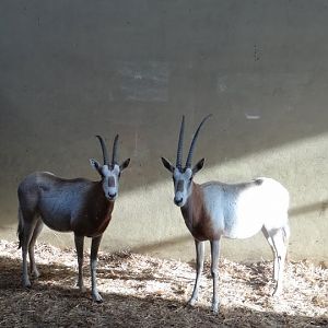 Oryx dammah