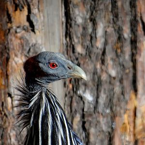 Acryllium vulturinum