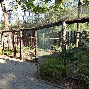 Aviary of Acryllium vulturinum