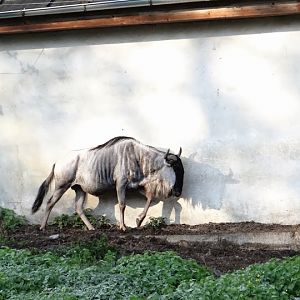 Connochaetes taurinus albojubatus