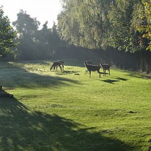 Boselaphus tragocamelus