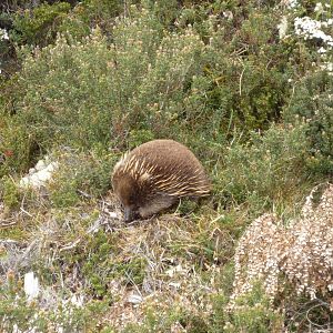 Tasmanian Echidna