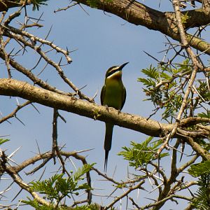 Madagascan Bee-eater