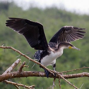 Great Cormorant