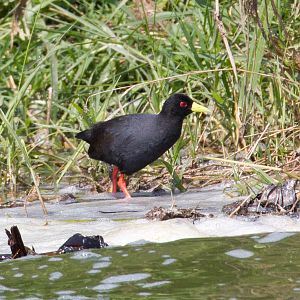 Black Crake