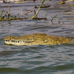 Nile Crocodile