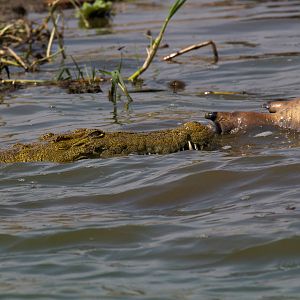 Nile Crocodile