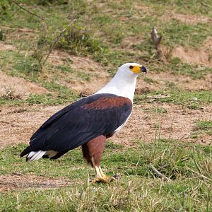 African Fish Eagle