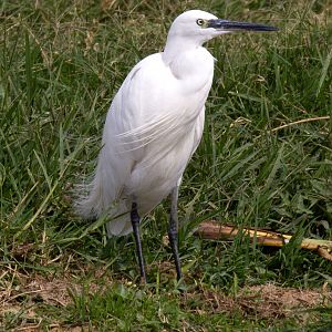 Little Egret