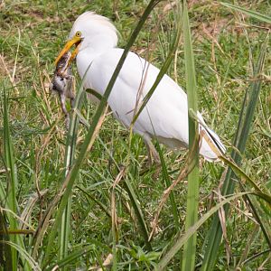Cattle Egret with dinner