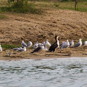 Grey-headed Gulls