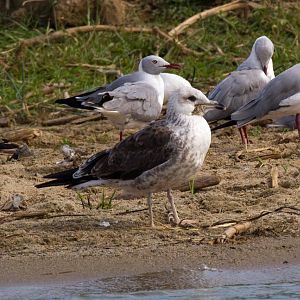 Lesser Black-backed Gull