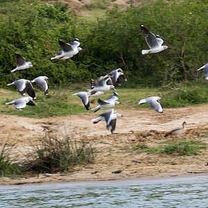 Grey-headed Gulls