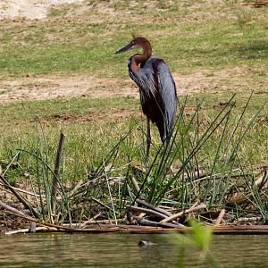 Goliath Heron