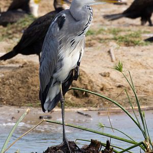 Grey Heron