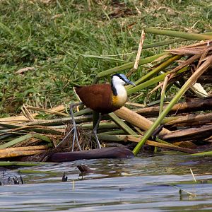 African Jacana