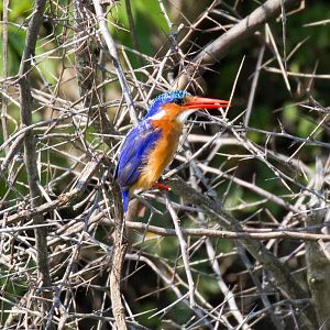 Malachite Kingfisher