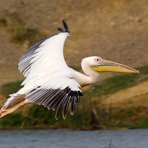 African White Pelican