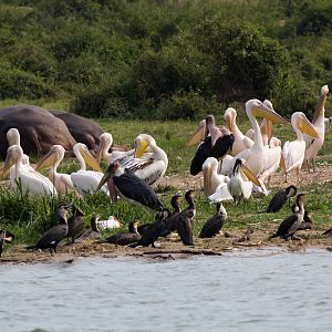 Pelicans, marabou, Cormorants and Hippo