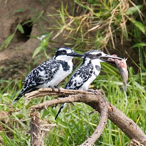 Pied Kingfishers