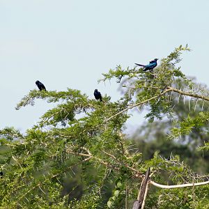Long-tailed Starlings