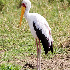 Yellow-billed Storks