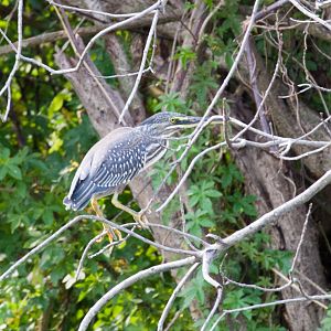 Striated Heron