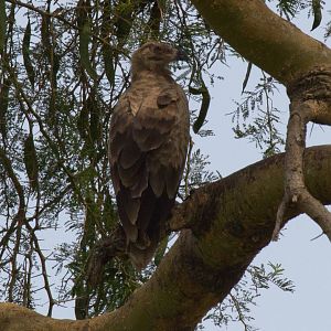 Tawny Eagle