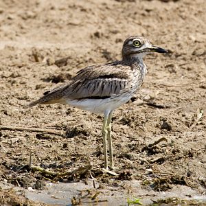 Water Thick-knee